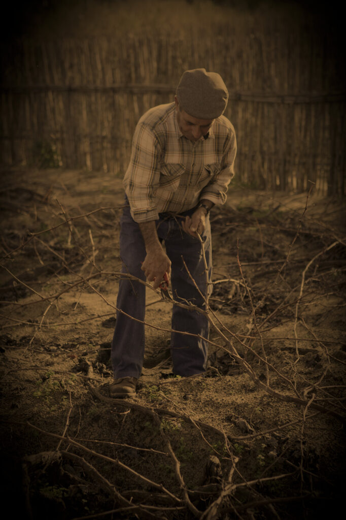 Pruning in Colares, autumn