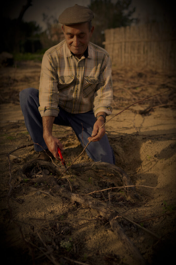 Autumn work in the vineyard. Pruning in Colares with shears