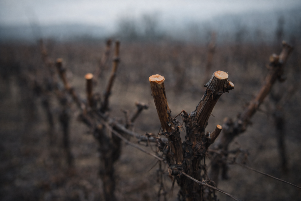 Detail of vine branches pruned during winter, revealing the silent work that prepares the vine’s next cycle.