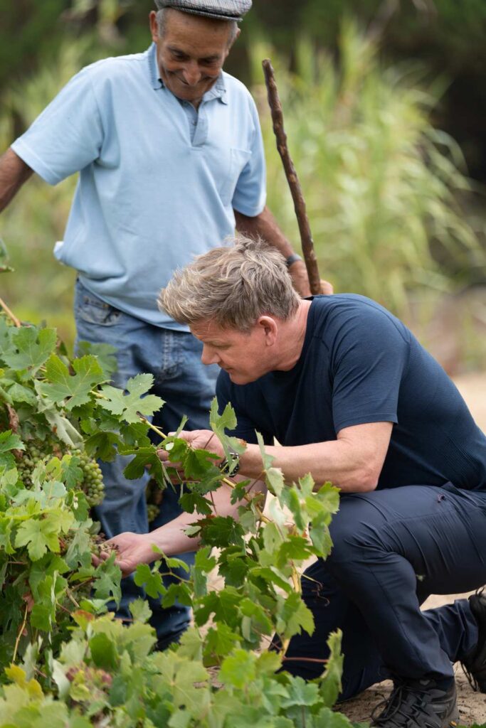 Gordon Ramsay and Mr. Gonçalo lifting the vines onto cane stakes in Colares' sandy vineyard, for National Geographic's Uncharted