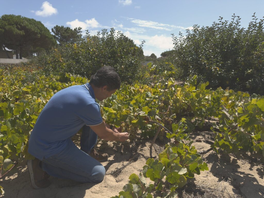 Hélder Cunha working a vine by hand in the sand vineyard of Colares