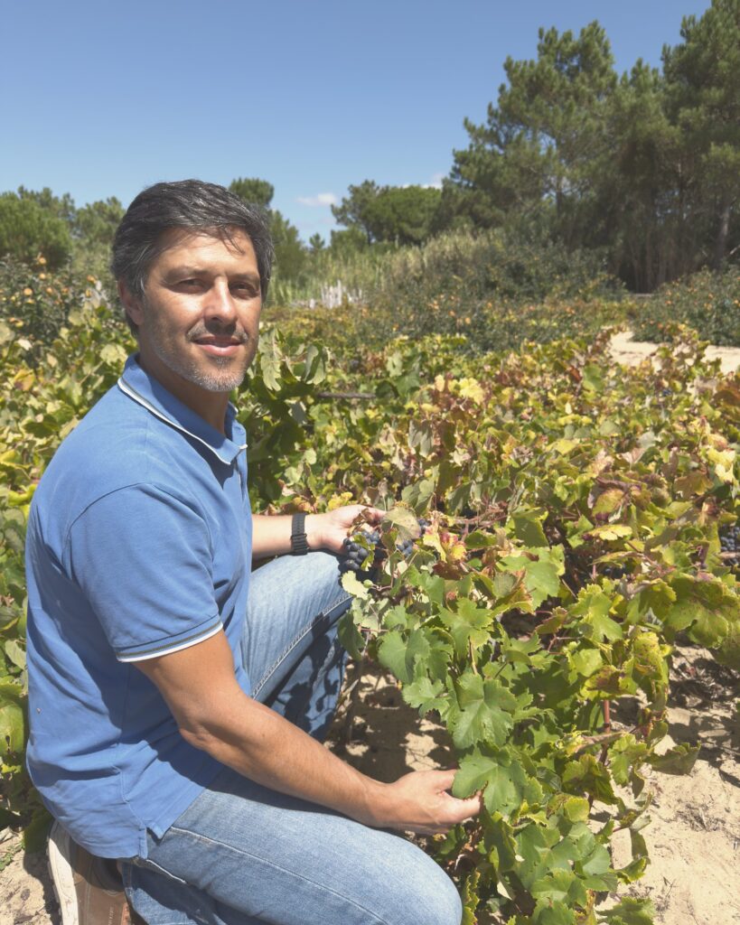 Hélder Cunha kneeling among the ungrafted vines of Colares, a cluster of Ramisco in hand