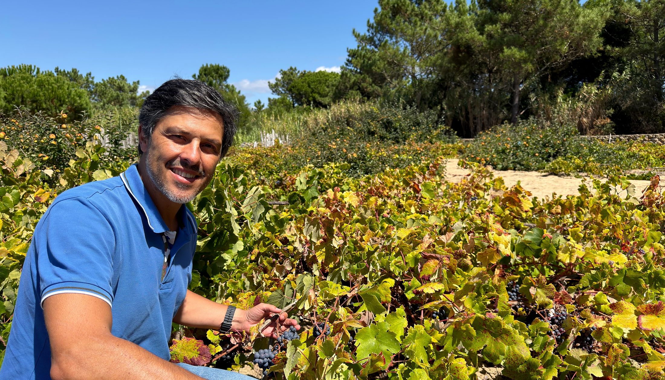 Hélder Cunha in the ungrafted sand vineyard of Colares at harvest, holding a bunch of ripe Ramisco among the vines