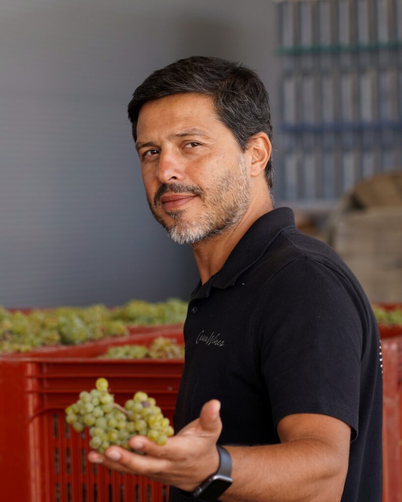 Hélder Cunha, winemaker and founder of Casca Wines, holding a bunch of white grapes beside the harvest crates