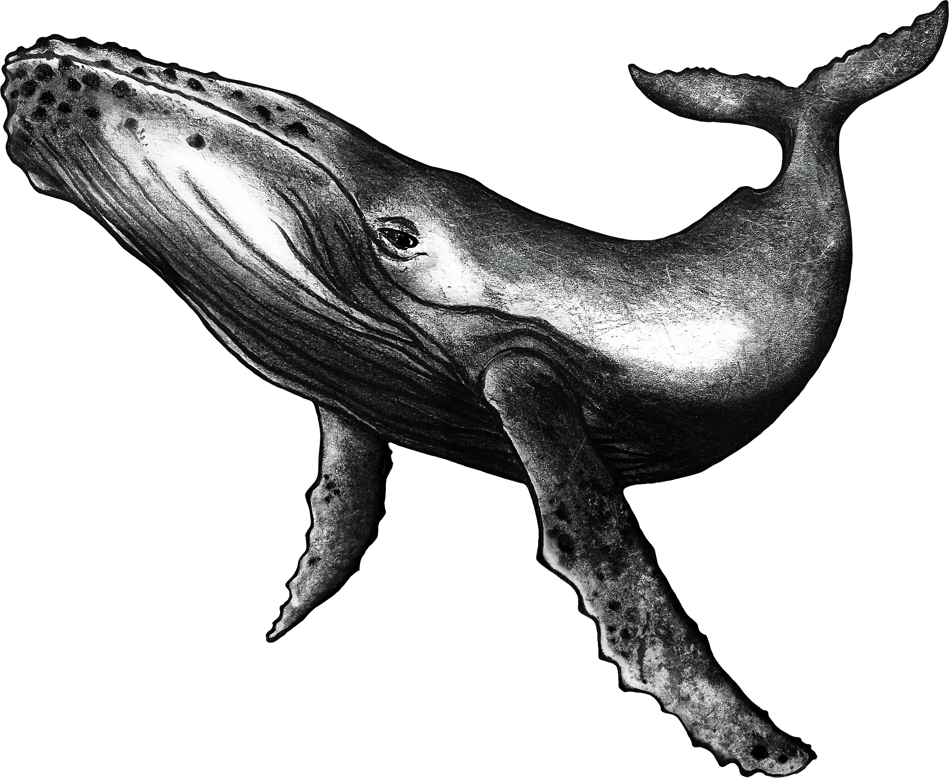 Hand-drawn illustration of the humpback whale, guardian of Cabo da Roca Guardian of the Oceans Red