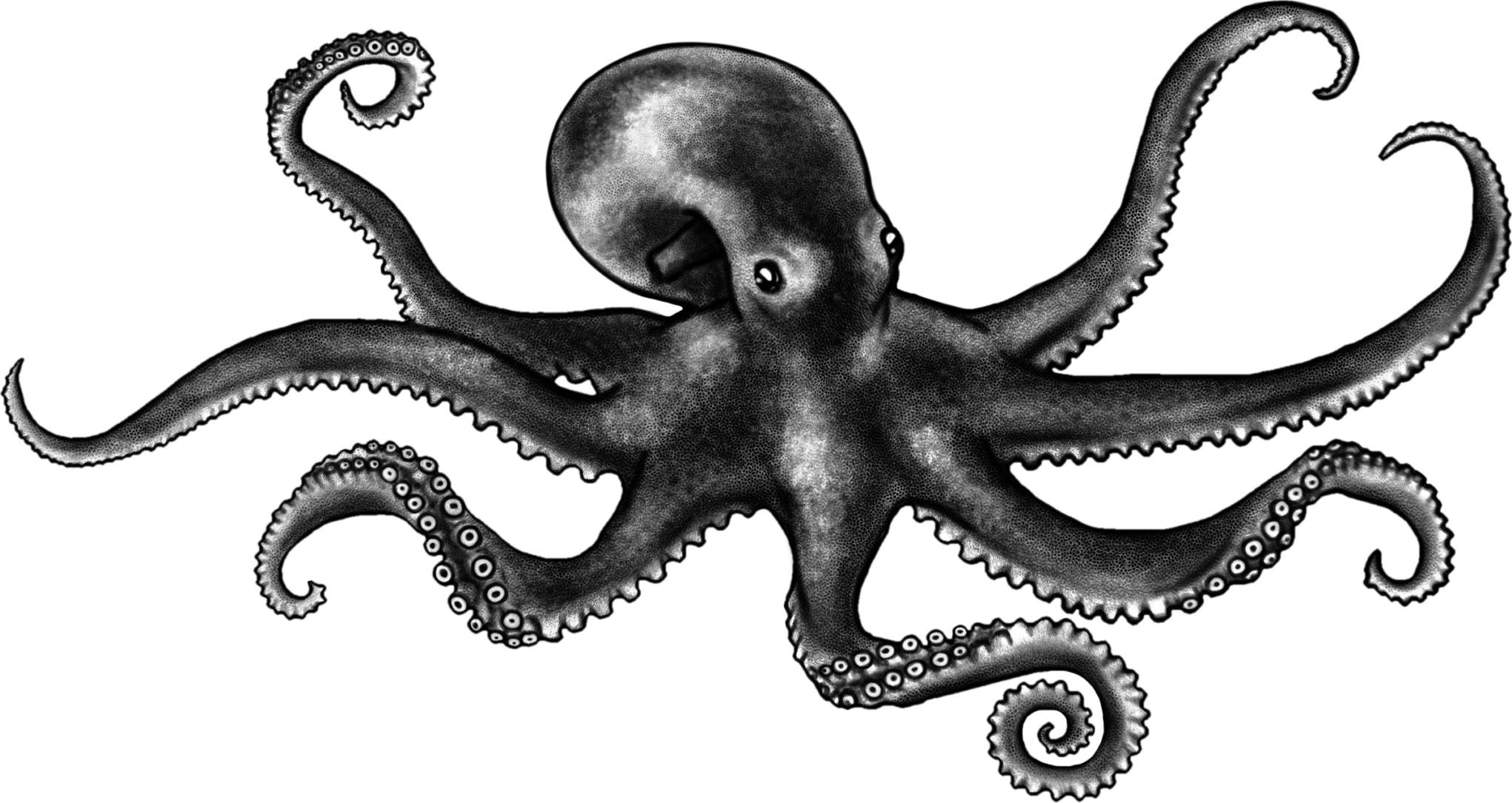 Hand-drawn illustration of the common octopus, guardian of Cabo da Roca Guardian of the Oceans Rosé