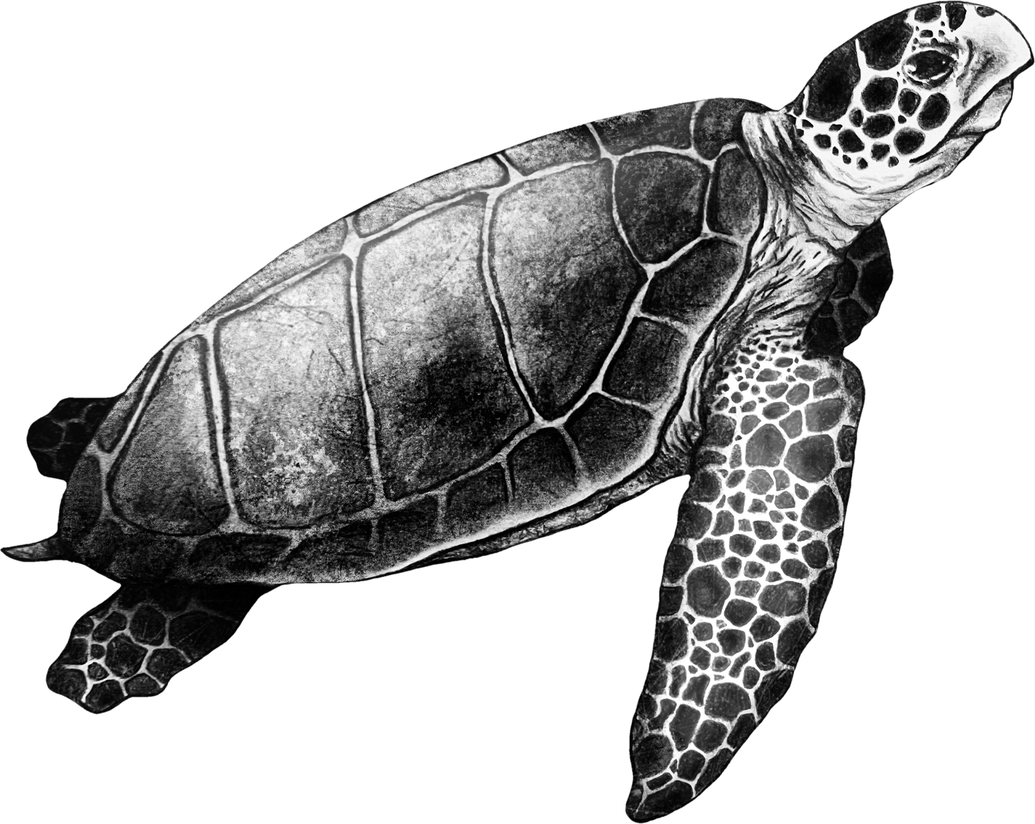 Hand-drawn illustration of the loggerhead turtle, guardian of Cabo da Roca Guardian of the Oceans White